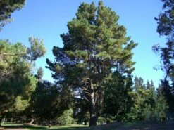 Monterey Pine | Mini-Grow Kit -Evergreen Plants Shop monterey pine big 5cf70421 329a 4c56 a16d 164eb98ce4f4