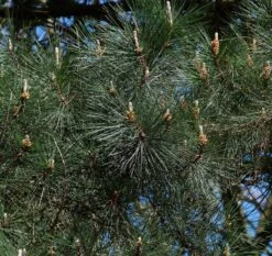 Monterey Pine | Small Tree Seedling 21 Monterey Pine | Small Tree Seedling -Evergreen Plants Shop monterey pine foliage