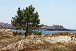 Monterey Pine | Lot Of 30 Tree Seedlings