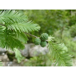 Montezuma Cypress | Lot Of 30 Tree Seedlings -Evergreen Plants Shop montezuma cypress cone 831c9924 0d26 46c0 8c61 49c4a52b3b1c