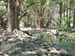 Montezuma Cypress | Small Tree Seedling 17 Montezuma Cypress | Small Tree Seedling -Evergreen Plants Shop montezuma cypress grouping b166f914 36b7 442a 84ed 222b67905358