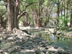 Montezuma Cypress | Lot Of 30 Tree Seedlings -Evergreen Plants Shop montezuma cypress grouping f09ff940 154b 46d8 98ba 0f7b7ce98149