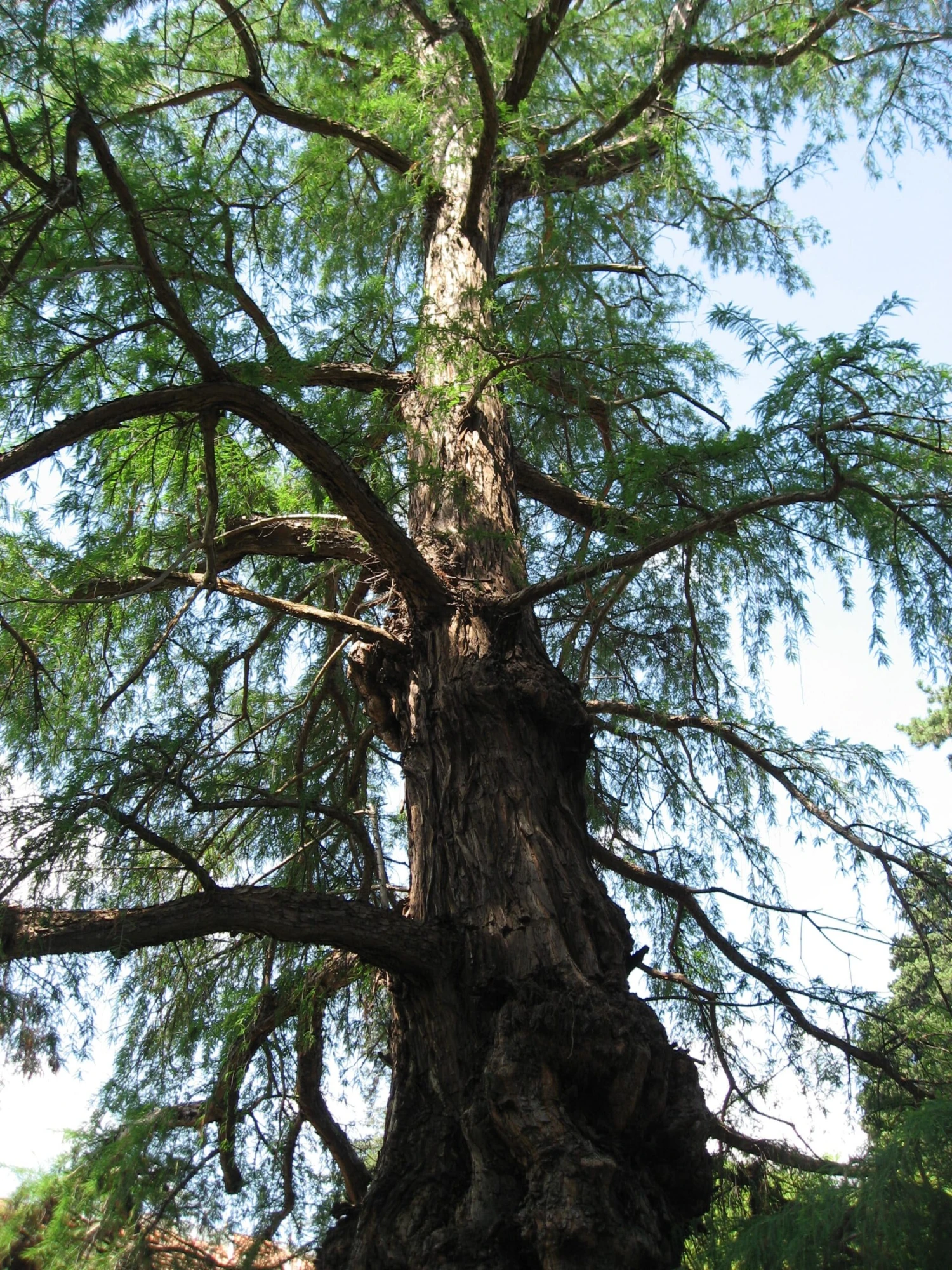 Montezuma Cypress | Small Tree Seedling 10 Montezuma Cypress | Small Tree Seedling - Image 10