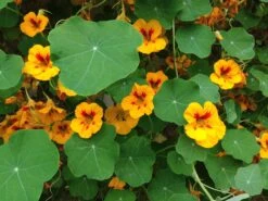 Nasturtium | Flower Seed Grow Kit -Evergreen Plants Shop nasturtium flowers and foliage