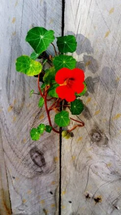Nasturtium | Flower Seed Grow Kit -Evergreen Plants Shop nasturtium unsplash fence