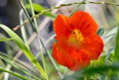Nasturtium | Flower Seed Grow Kit -Evergreen Plants Shop nasturtium unsplash inner flower small