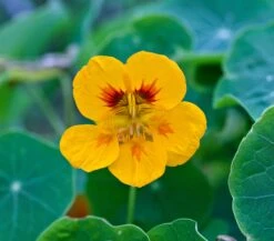 Nasturtium | Flower Seed Grow Kit -Evergreen Plants Shop nasturtium yellow flower