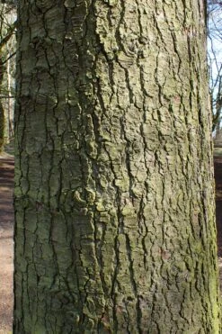 Noble Fir | Mini-Grow Kit -Evergreen Plants Shop noble fir bark 77468a01 e66f 4f5b 871b 19d1f4a7bc61