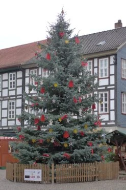 Noble Fir | Small Tree Seedling -Evergreen Plants Shop noble fir christmas 248c721a 090b 4cee b719 a63de3185ef7