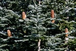 Christmas Tree | Seed Grow Kit -Evergreen Plants Shop noble fir cones 2 201cdbc0 16cc 404e bb40 6f96319c50ee