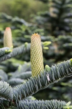 Noble Fir | Mini-Grow Kit -Evergreen Plants Shop noble fir cones b4147f7a 18e6 4c1d 9785 3ee2dd28eaa3