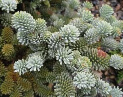 Noble Fir | Small Tree Seedling -Evergreen Plants Shop noble fir foliage dcb13da4 0831 43d4 86d8 b7ef040eeddd