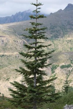 Noble Fir | Small Tree Seedling -Evergreen Plants Shop noble fir form 3ebfebf1 e668 4d10 89e4 82f73e59a300