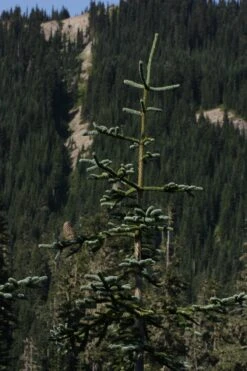 Noble Fir | Small Tree Seedling -Evergreen Plants Shop noble fir landscape 2fee85e6 9c8e 4af1 bfdd b3dfbd695096