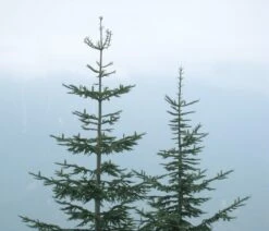 Noble Fir | Mini-Grow Kit -Evergreen Plants Shop noble fir mist 43292c9a 2b35 45ce b0ff 2dca2ed497fe