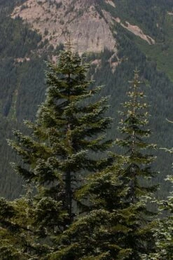 Noble Fir | Small Tree Seedling -Evergreen Plants Shop noble fir mountain d8c53d89 0ba0 4575 9564 fffd7f51c719