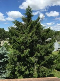 Norway Spruce | Mini-Grow Kit -Evergreen Plants Shop norway spruce residential dcb4d32c 7fc5 42ae 9dd1 d41840935dcf