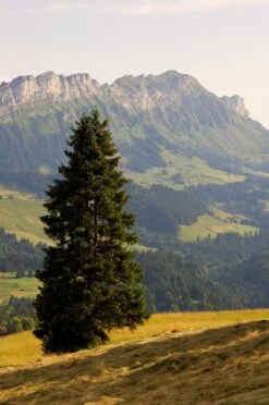 Living Christmas Tree | Norway Spruce -Evergreen Plants Shop norway spruce scenic d266334b 4280 4bf0 bc1a 422cae867974