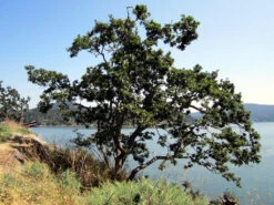 Oregon White Oak | Medium Tree Seedling -Evergreen Plants Shop oregon white oak coast