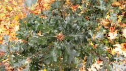 Oregon White Oak | Medium Tree Seedling -Evergreen Plants Shop oregon white oak foliage