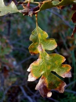 Oregon White Oak | Medium Tree Seedling -Evergreen Plants Shop oregon white oak leaf