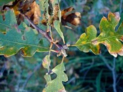 Oregon White Oak | Medium Tree Seedling -Evergreen Plants Shop oregon white oak leaves 2