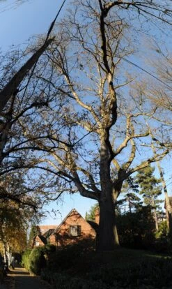 Oregon White Oak | Medium Tree Seedling -Evergreen Plants Shop oregon white oak seattle