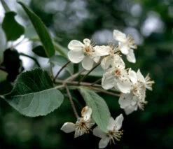 Pacific Crabapple | Medium Tree Seedling -Evergreen Plants Shop pacific crabapple blossoms