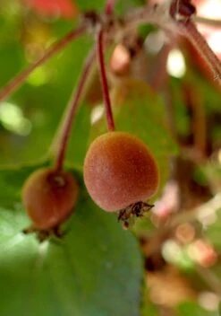 Pacific Crabapple | Medium Tree Seedling -Evergreen Plants Shop pacific crabapple fruit