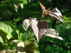 Pacific Crabapple | Medium Tree Seedling -Evergreen Plants Shop pacific crabapple macro leaves