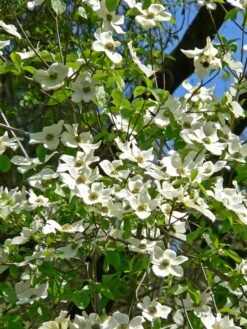 Pacific Dogwood | Seed Grow Kit -Evergreen Plants Shop pacific dogwood blooms 484d29ee 74a4 44a6 aac0 229eff6caf3b