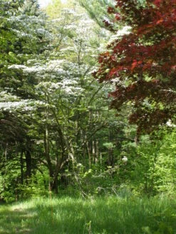 Pacific Dogwood | Seed Grow Kit -Evergreen Plants Shop pacific dogwood forest d8864b4c a469 41a7 9b94 8c9bdf5ad2ae