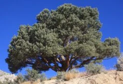 Piñon Pine | Seed Grow Kit -Evergreen Plants Shop pinon pine bushy 2e3bbd94 0f80 42a2 b144 b078386403a0