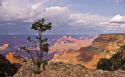 Piñon Pine | Seed Grow Kit -Evergreen Plants Shop pinon pine grand canyon dea92f6c 3595 495f aed9 b06eed52e3b3