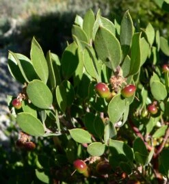 Pointleaf Manzanita | Mini-Grow Kit -Evergreen Plants Shop pointleaf manzanita berries