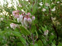 Pointleaf Manzanita | Mini-Grow Kit -Evergreen Plants Shop pointleaf manzanita flowers
