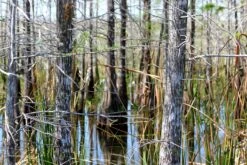 Pond Cypress | Medium Tree Seedling -Evergreen Plants Shop pond cypress bark small