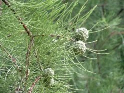 Pond Cypress | Medium Tree Seedling -Evergreen Plants Shop pond cypress cones