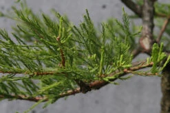 Pond Cypress | Lot Of 30 Tree Seedlings 36 Pond Cypress | Lot Of 30 Tree Seedlings -Evergreen Plants Shop pond cypress foliage fe57b445 fbea 4e89 808e a93ea1298b01