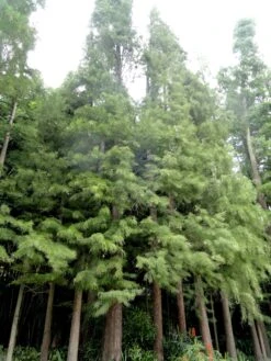 Pond Cypress | Lot Of 30 Tree Seedlings 39 Pond Cypress | Lot Of 30 Tree Seedlings -Evergreen Plants Shop pond cypress forest c41d7149 9960 4607 9d26 a6c0c7ca8087