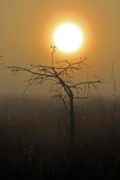 Pond Cypress | Lot Of 30 Tree Seedlings 35 Pond Cypress | Lot Of 30 Tree Seedlings -Evergreen Plants Shop pond cypress hazy sun c7b79462 90f0 4424 b863 7dce7bd8481a