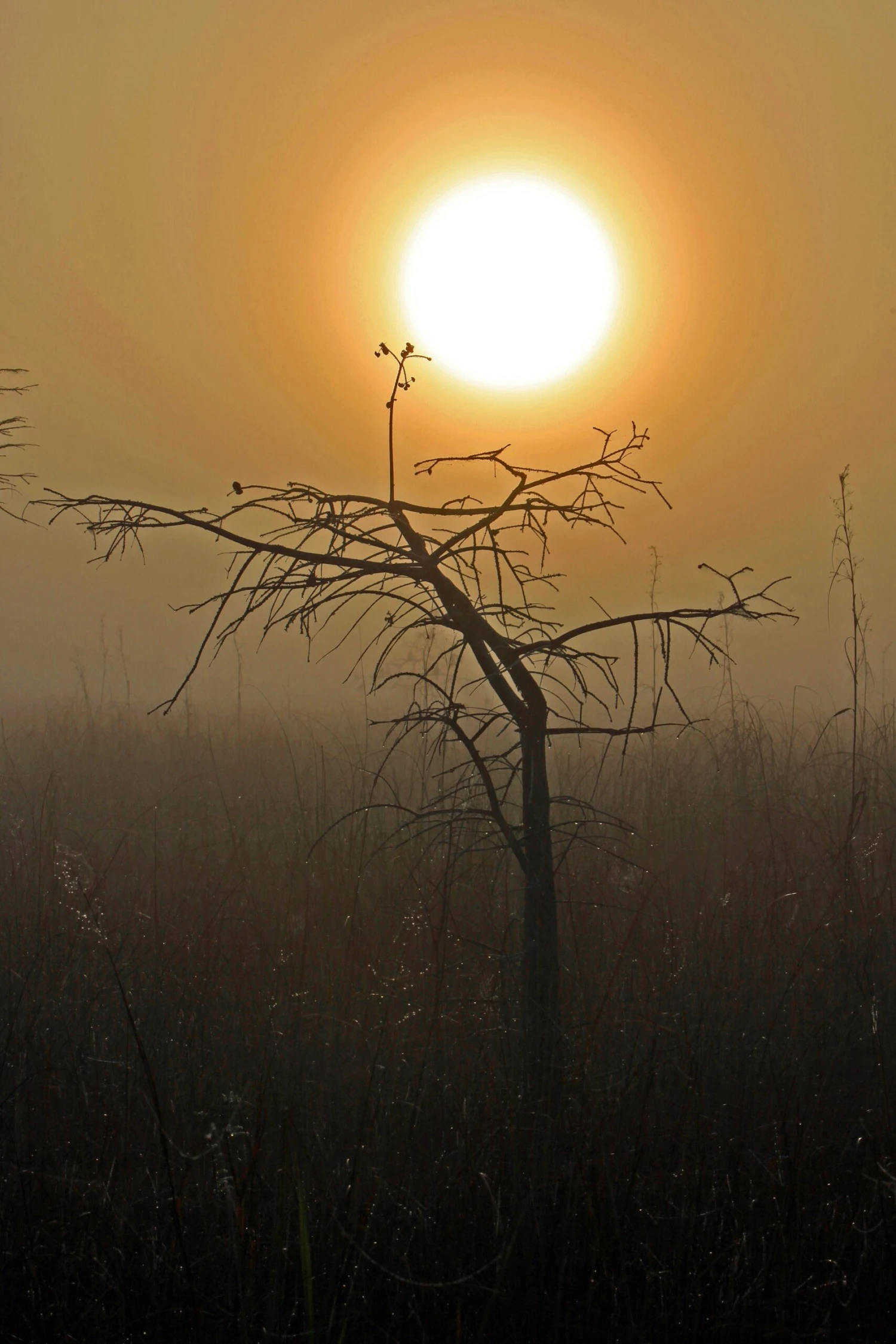 Pond Cypress | Lot Of 30 Tree Seedlings 16 Pond Cypress | Lot Of 30 Tree Seedlings - Image 16