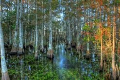 Pond Cypress | Medium Tree Seedling -Evergreen Plants Shop pond cypress morning light small