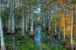 Pond Cypress | Lot Of 30 Tree Seedlings 34 Pond Cypress | Lot Of 30 Tree Seedlings -Evergreen Plants Shop pond cypress morning light small 37a629e3 df75 4bd7 b58c ea1ffa4daa1f