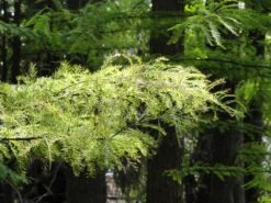 Pond Cypress | Medium Tree Seedling -Evergreen Plants Shop pond cypress needles