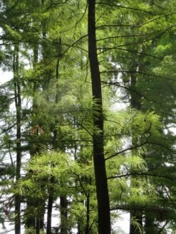 Pond Cypress | Lot Of 30 Tree Seedlings 31 Pond Cypress | Lot Of 30 Tree Seedlings -Evergreen Plants Shop pond cypress silhouette 9134d375 d354 469f 993a bd09da2605d7