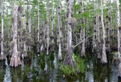 Pond Cypress | Lot Of 30 Tree Seedlings 28 Pond Cypress | Lot Of 30 Tree Seedlings -Evergreen Plants Shop pond cypress water small aec1b9ae df5e 447a ba2a 3b19a15ef988