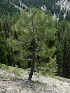 Ponderosa Pine | Medium Tree Seedling -Evergreen Plants Shop ponderosa pine