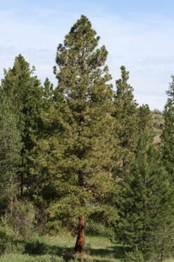 Ponderosa Pine | Seed Grow Kit -Evergreen Plants Shop ponderosa pine 2 a255ef13 e88f 45c6 a4b0 71bdf2f8d0e7