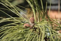 Ponderosa Pine | Medium Tree Seedling -Evergreen Plants Shop ponderosa pine cones